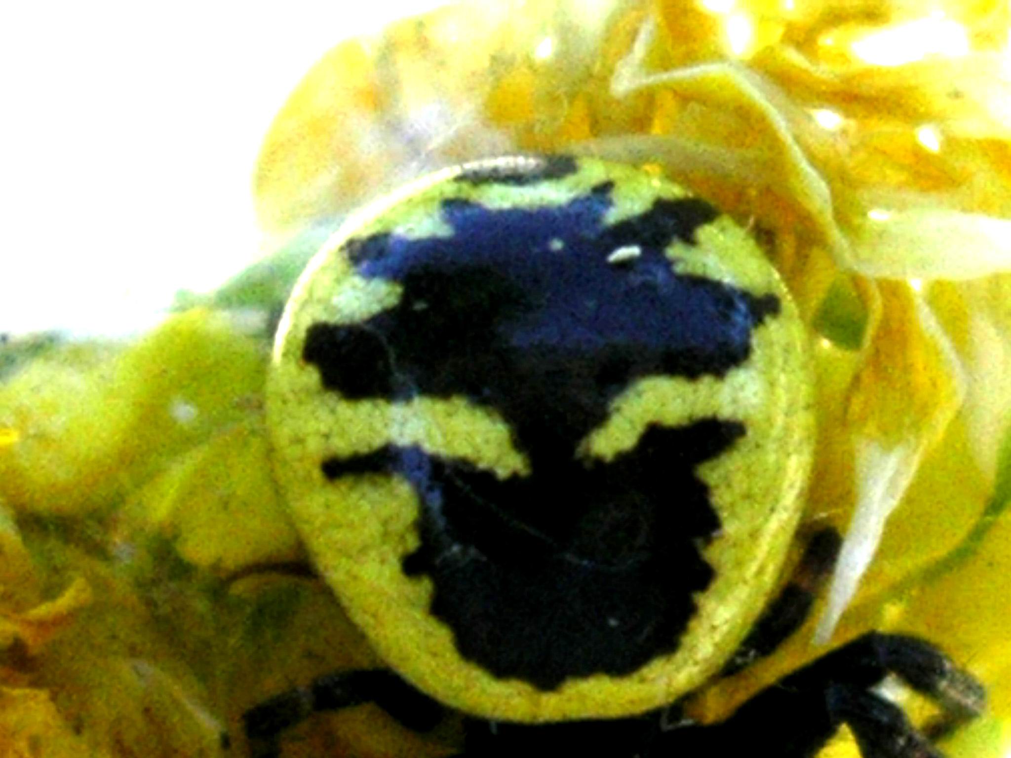 Vaso cinese? (Synema globosum)