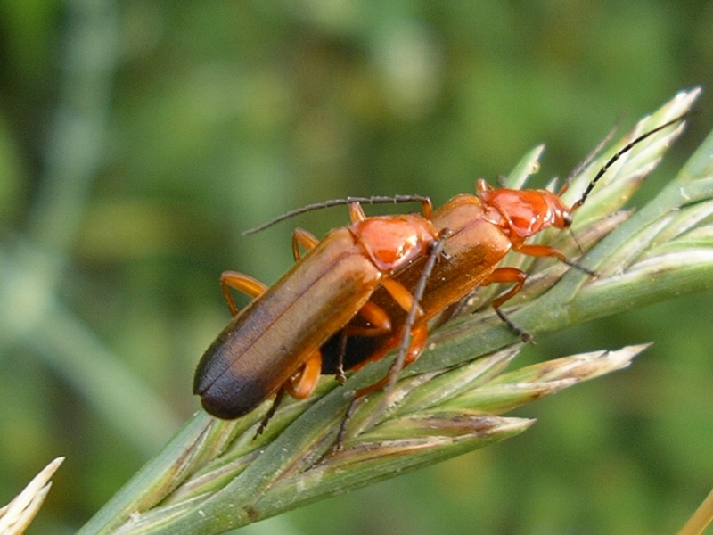 Rhagonycha fulva in copula