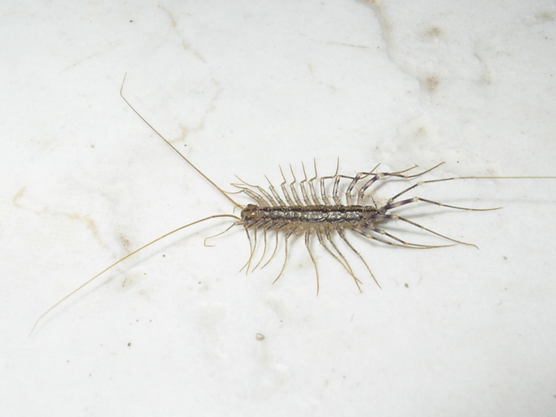 Scutigera coleoptrata