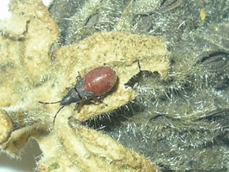 Oxycarenus