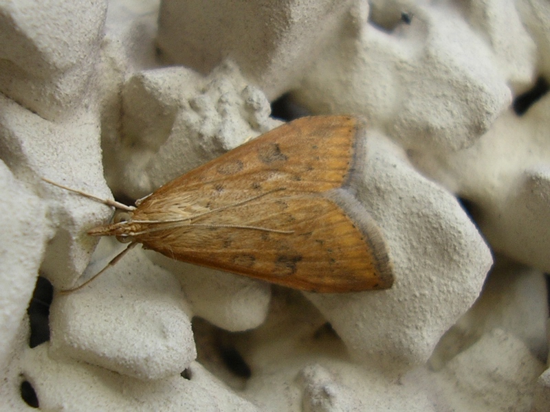 Udea ferrugalis