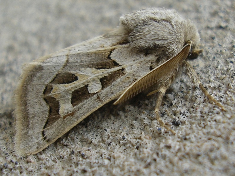 Episema glaucina  (Noctuidae, Cuculliinae)