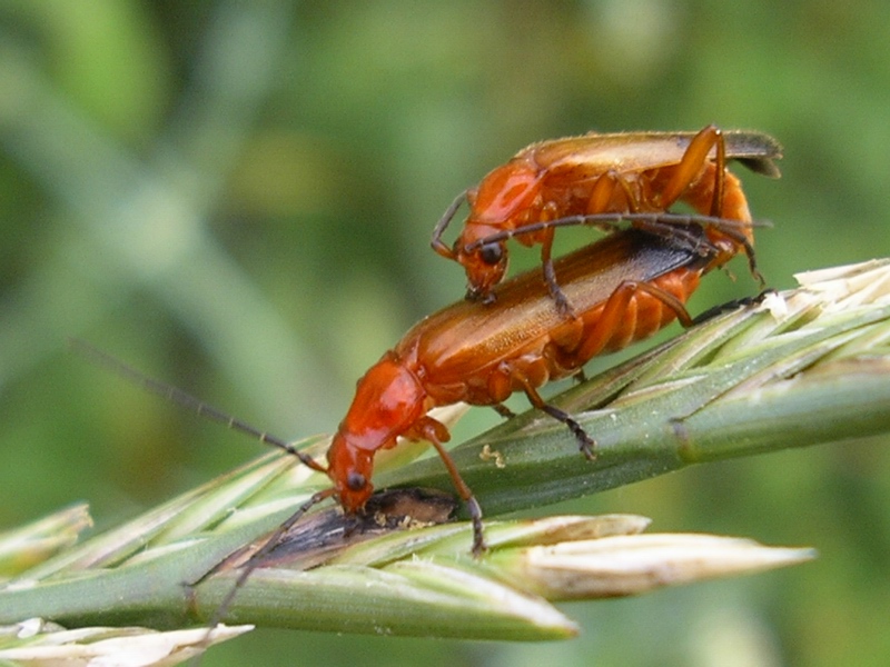 Rhagonycha fulva in copula