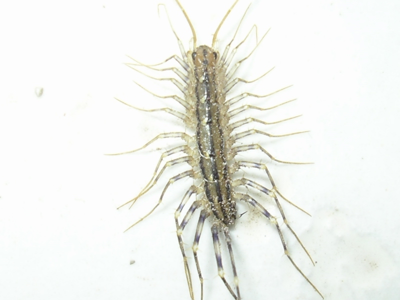 Scutigera coleoptrata