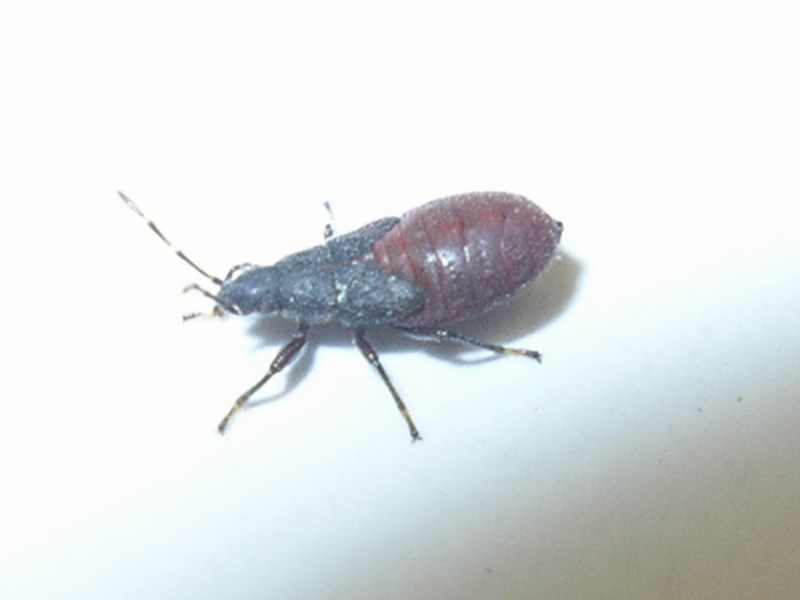 Oxycarenus