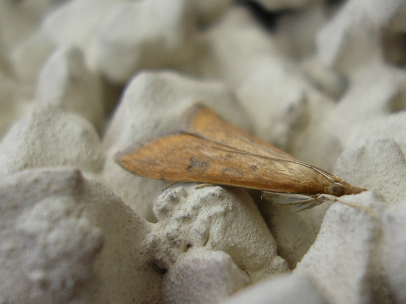 Udea ferrugalis