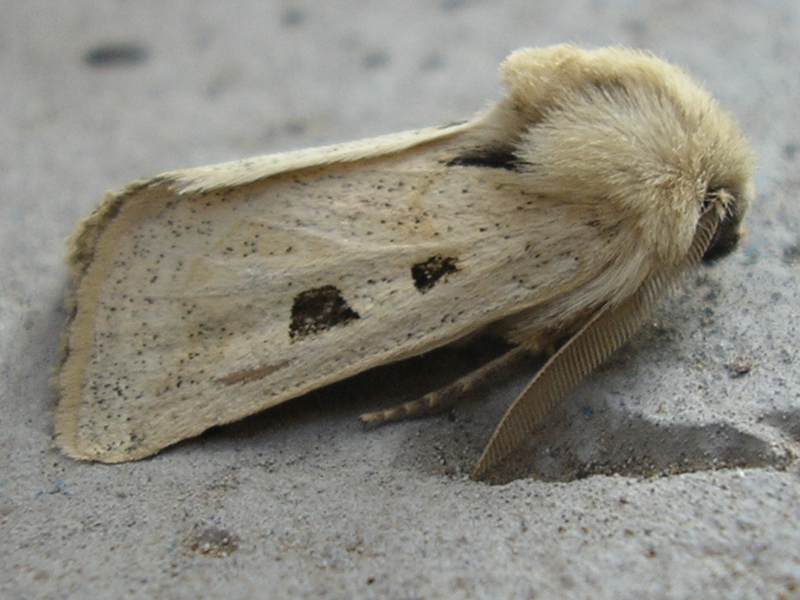 Episema grueneri (Noctuidae, Cuculliinae)