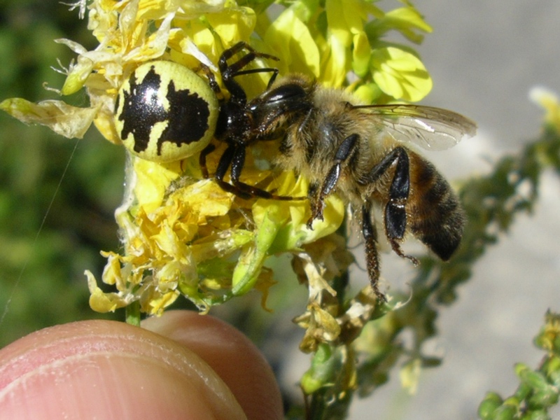 Vaso cinese? (Synema globosum)