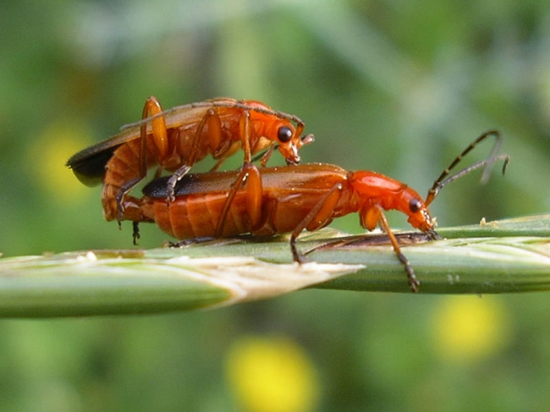 Rhagonycha fulva in copula