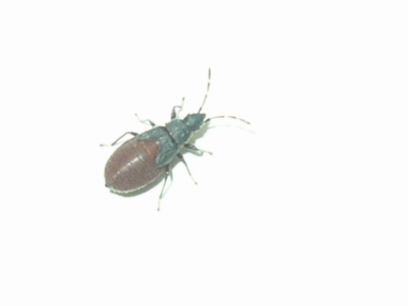 Oxycarenus