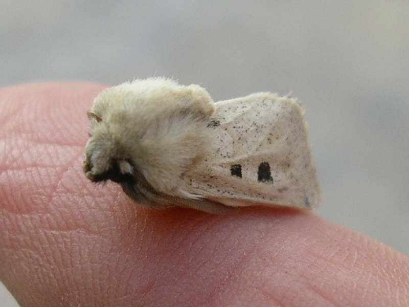 Episema grueneri (Noctuidae, Cuculliinae)