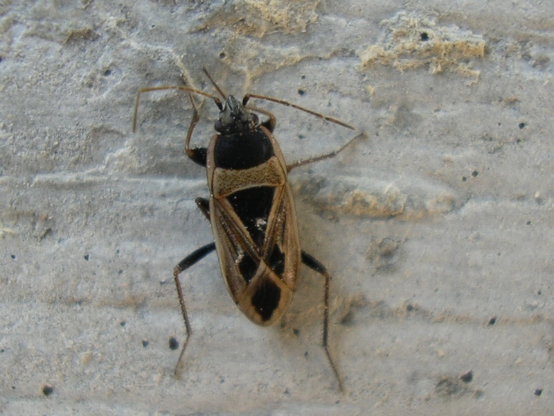 Un Lygaeidae: Xanthochilus saturnius