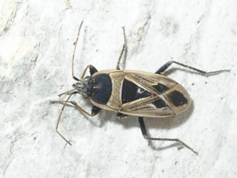 Un Lygaeidae: Xanthochilus saturnius