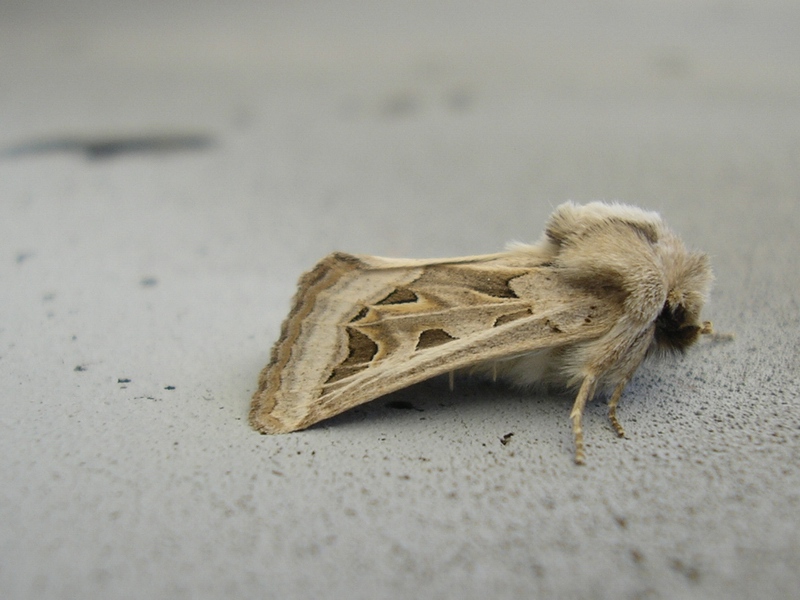 Episema glaucina  (Noctuidae, Cuculliinae)