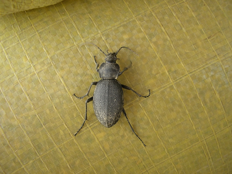 Carabus coriaceus del Molise