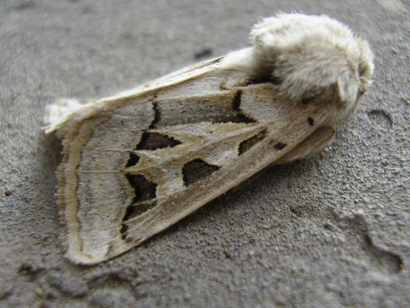 Episema glaucina  (Noctuidae, Cuculliinae)