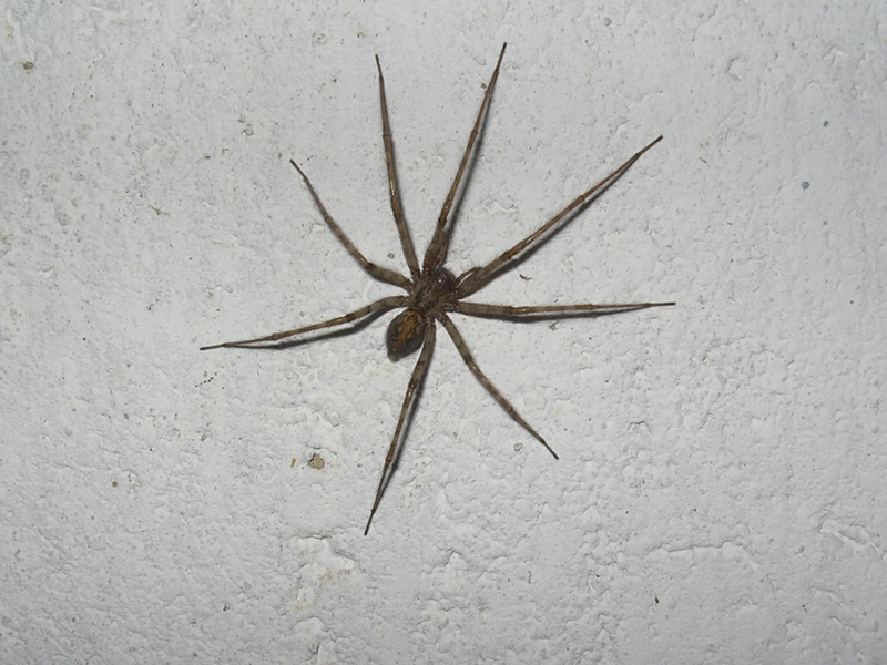 Tegenaria sp.
