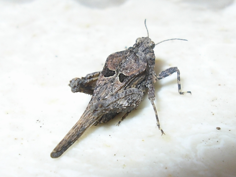 Uvarovitettix depressus (Tetrigidae)