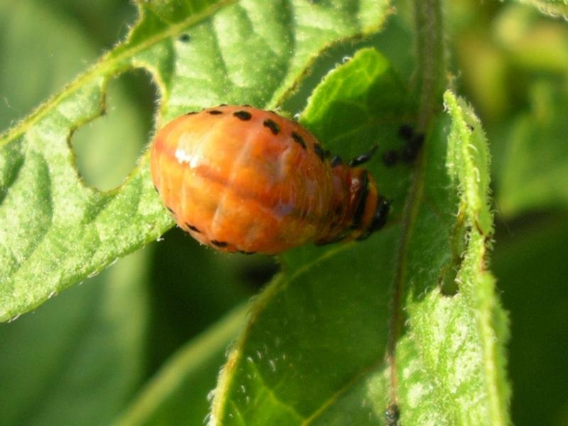 Dorifora Leptinotarsa decemlineata