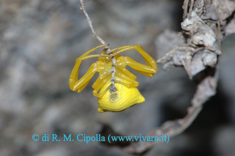 Thomisus onustus ed isole della Campania