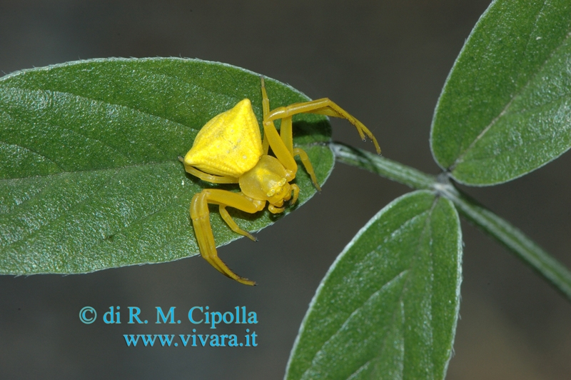 Thomisus onustus ed isole della Campania