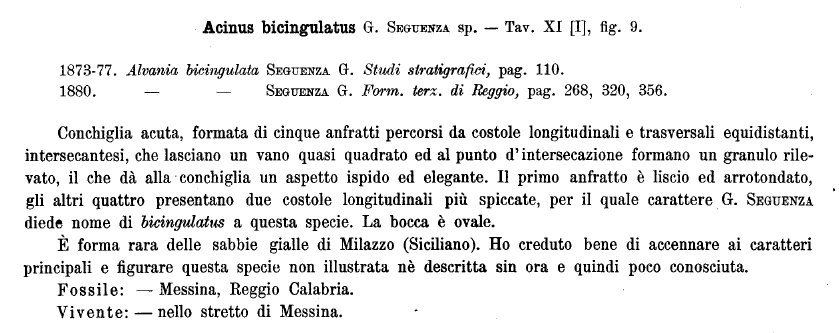 Rissoidae nel Mediterraneo: Genere Alvania