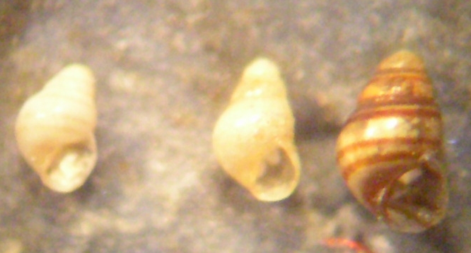 Eatonina cossurae