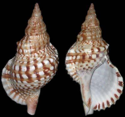 Charonia variegata (Lamarck, 1816)