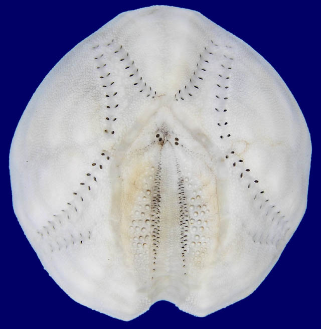 Differenze tra teche di Echinocardium cordatum ed E. fenauxi