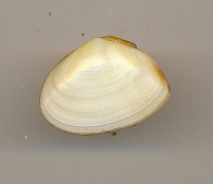 Tellina tenuis