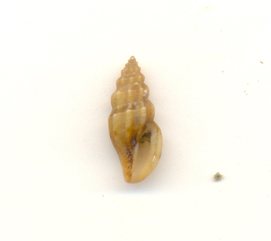 Mangelia unifasciata