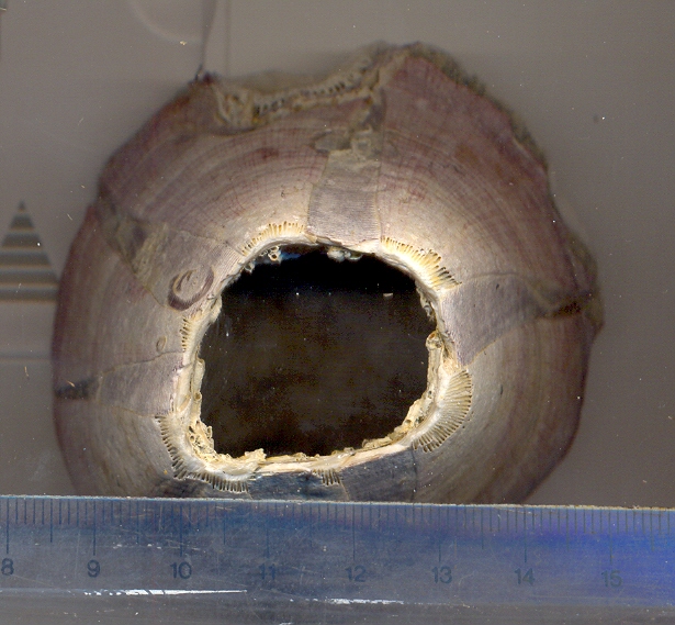 Pachylasma giganteum