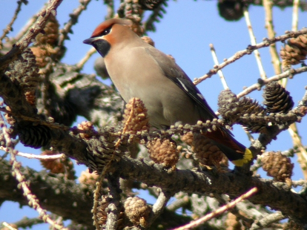 il beccofrusone