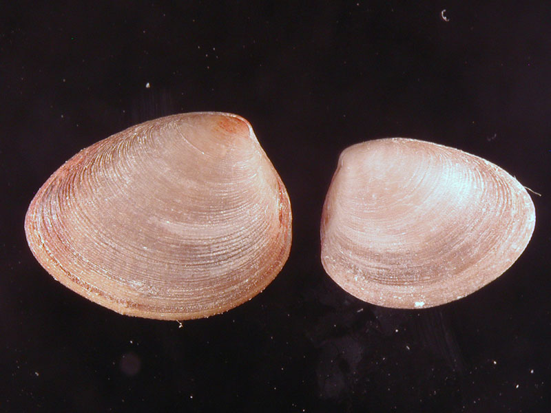 Nucula nitidosa