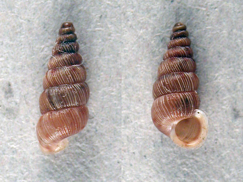 Cochlostoma cf. affine(Benoit, 1882)