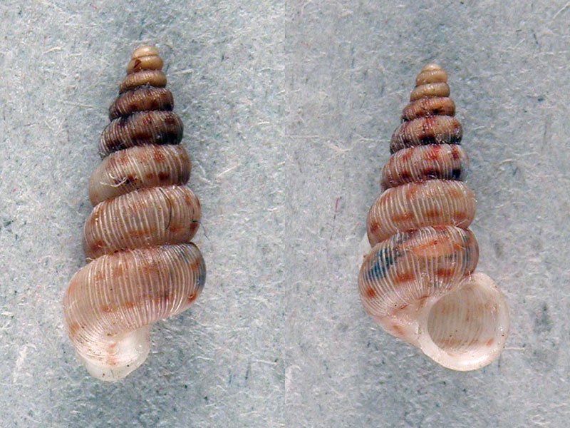 Cochlostoma  alleryanum(Paulucci, 1879)