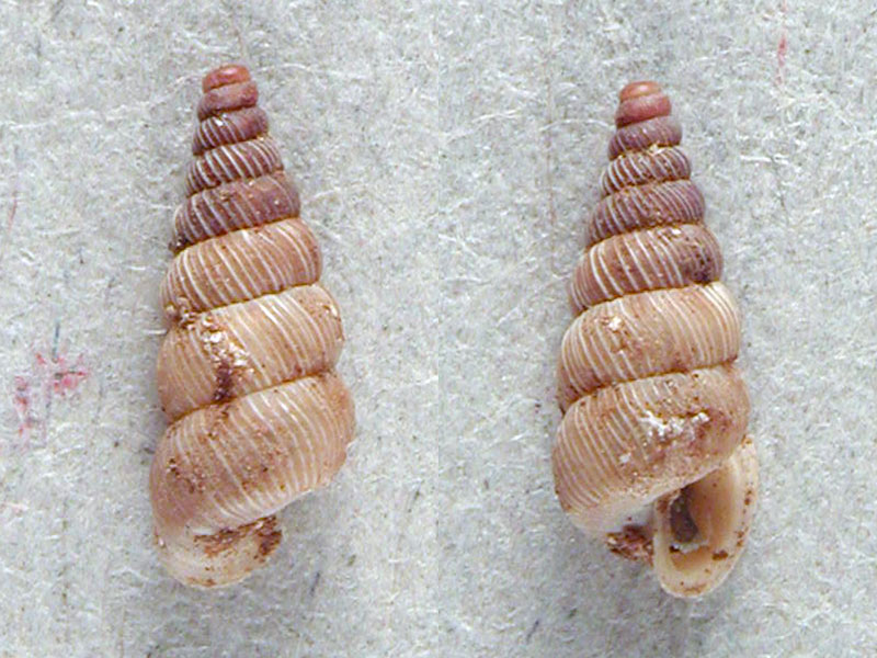 Cochlostoma montanum cassiniacum (Saint Simon in Paulucci)