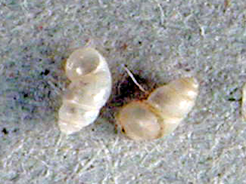 Graziana alpestris (Frauenfeld, 1863)