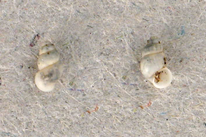 Graziana alpestris (Frauenfeld, 1863)