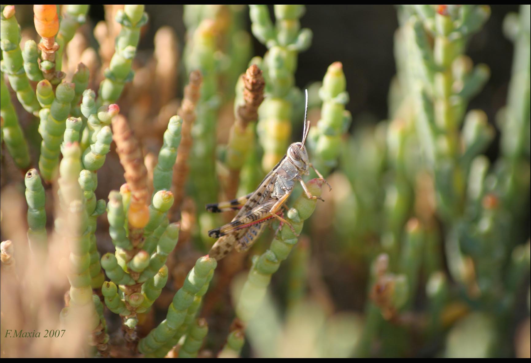 Piccola e mimetica: Calliptamus sp. (Acrididae)