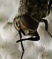 Stomoxys calcitrans