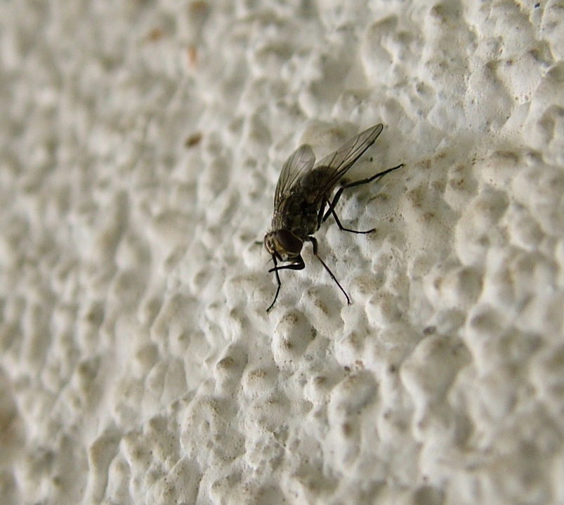 Stomoxys calcitrans