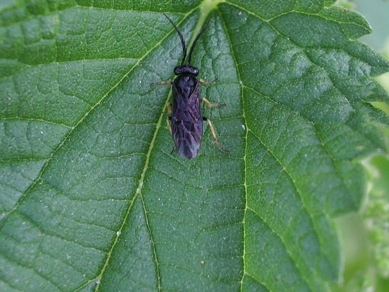 Imenottero da identificare