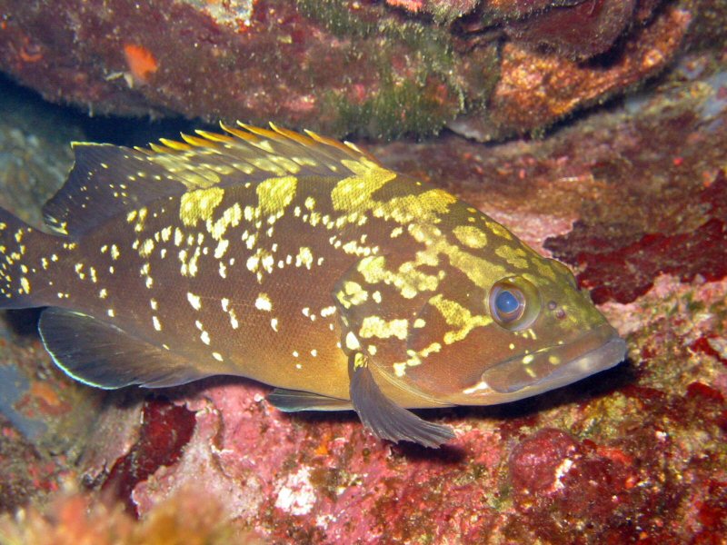 Cernia bruna (Epinephelus marginatus) femmina