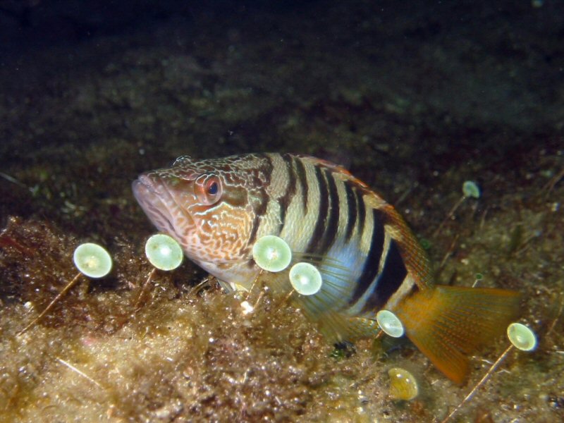 Serranus scriba