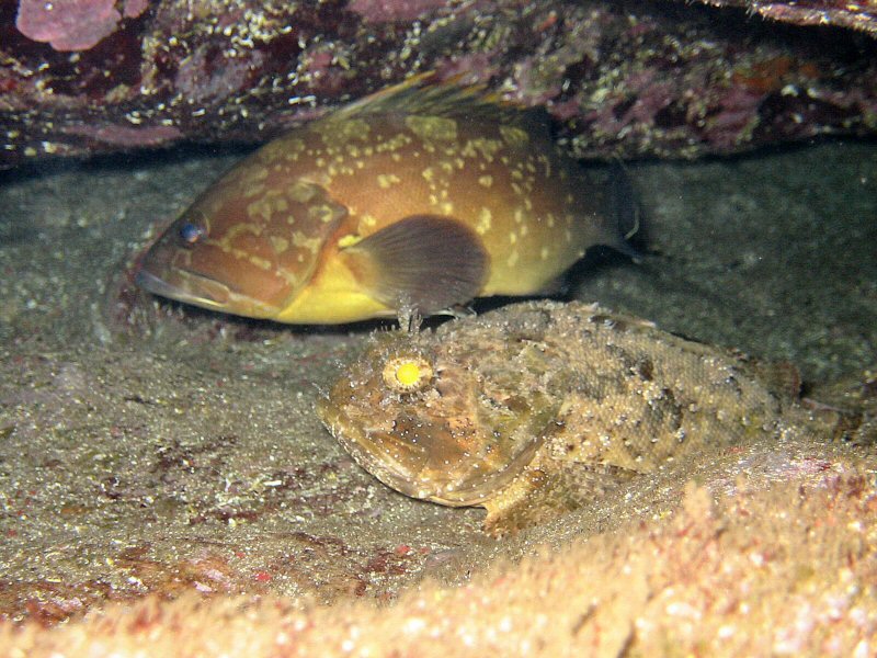 Cernia bruna femmina con Scorfano nero