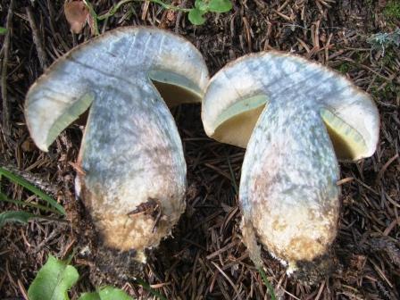 A funghi nell''Agordino