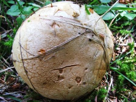 funghi da determinare