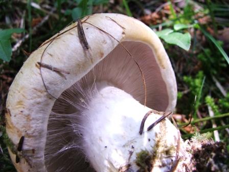 funghi da determinare