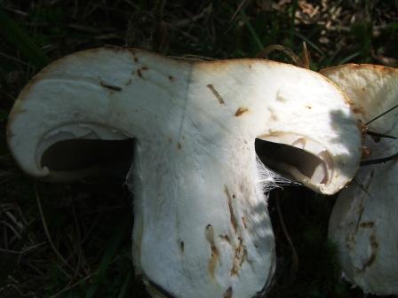 funghi da determinare